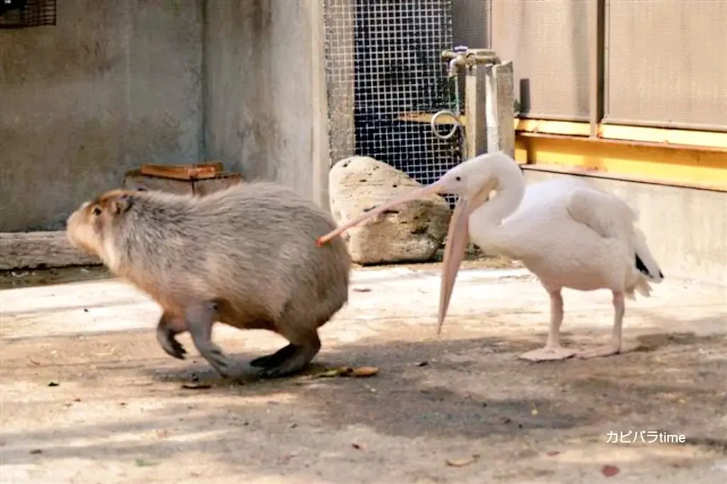 What Drives Pelicans to Attempt Eating Capybaras 24 pelicans capybaras 2